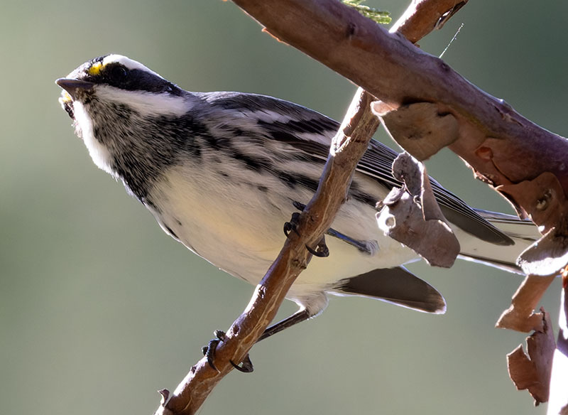Black-throated Gray Warbler Dendroica nigrescens