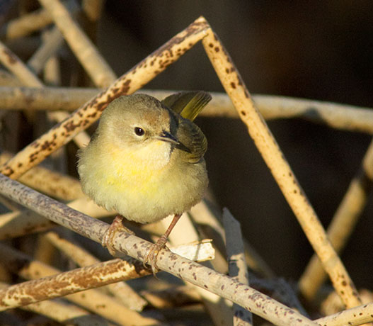 Common Yellowthroat Geothlypis trichas 