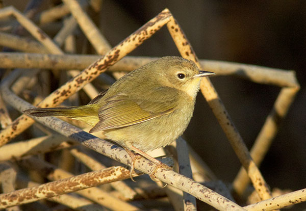 Common Yellowthroat Geothlypis trichas 