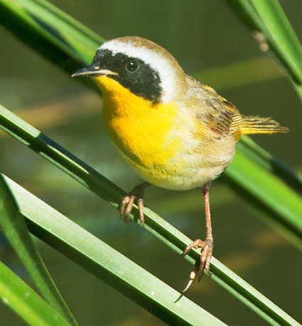 Common Yellowthroat Geothlypis trichas 