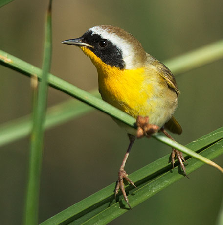 Common Yellowthroat Geothlypis trichas 