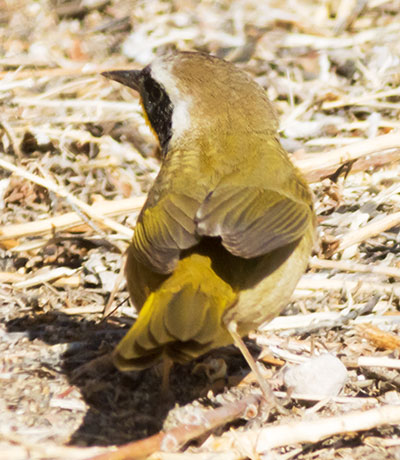 Common Yellowthroat Geothlypis trichas 