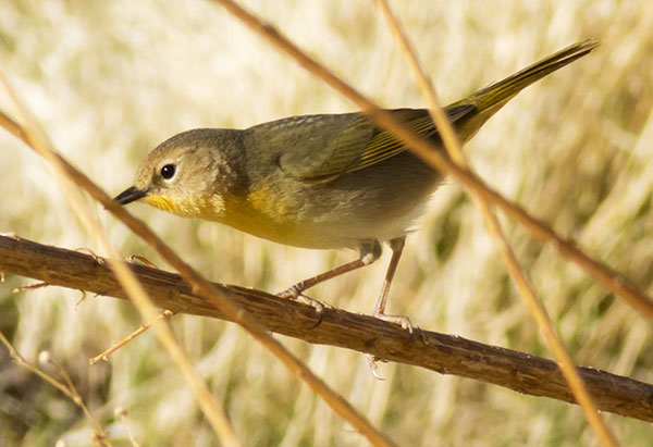 Common Yellowthroat Geothlypis trichas 