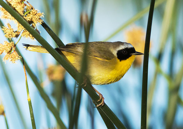 Common Yellowthroat Geothlypis trichas 