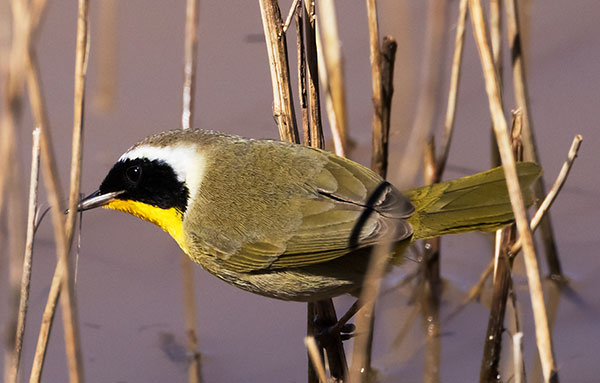 Common Yellowthroat Geothlypis trichas 