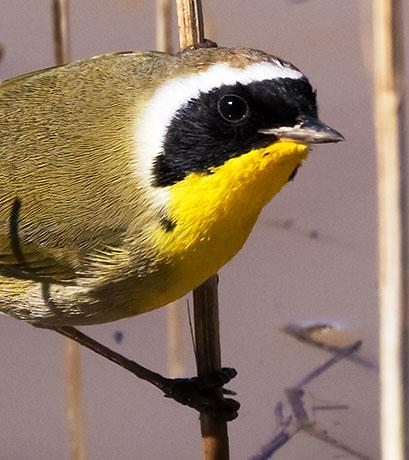Common Yellowthroat Geothlypis trichas 