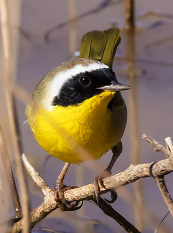 Common Yellowthroat Geothlypis trichas 