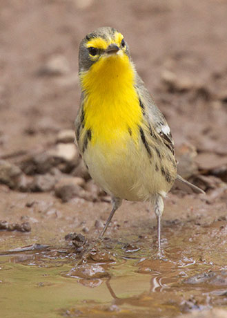 Grace's Warbler Dendroica graciae