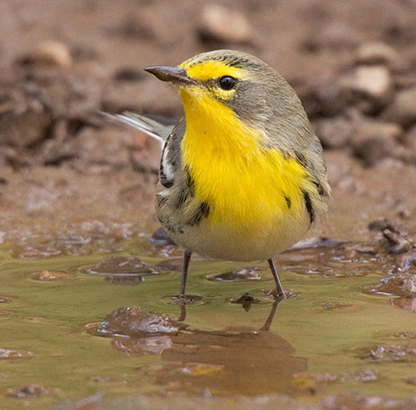 Grace's Warbler Dendroica graciae