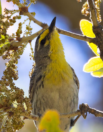 Grace's Warbler Dendroica graciae
