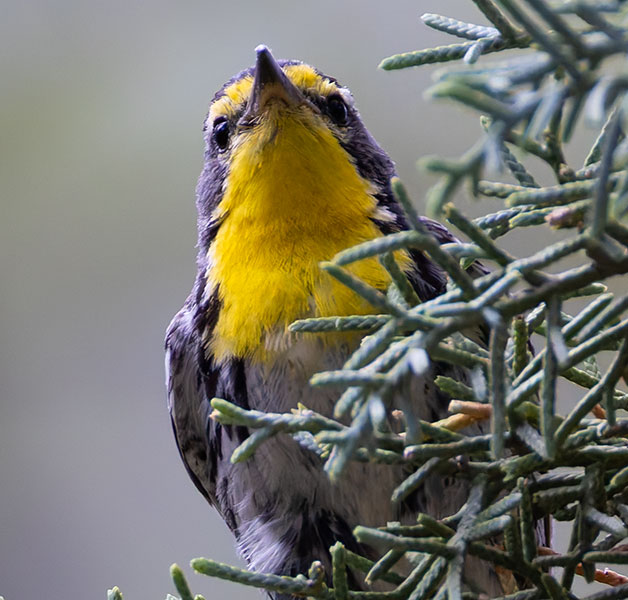 Grace's Warbler Dendroica graciae