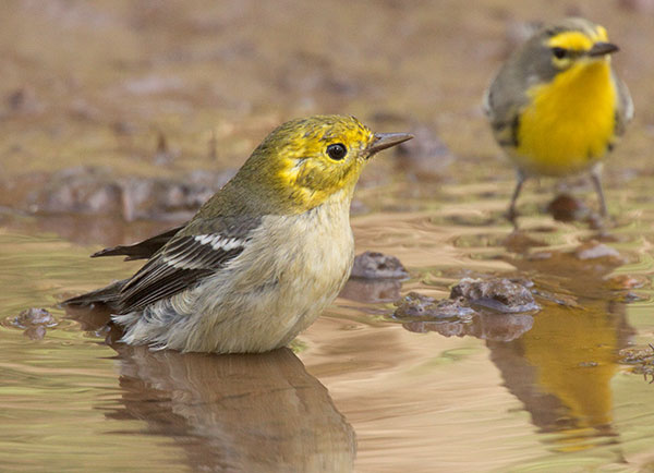 Hermit Warbler Dendroica occidentalis 