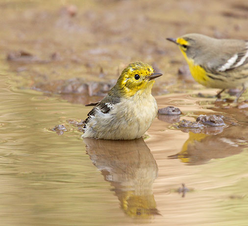 Hermit Warbler Dendroica occidentalis 