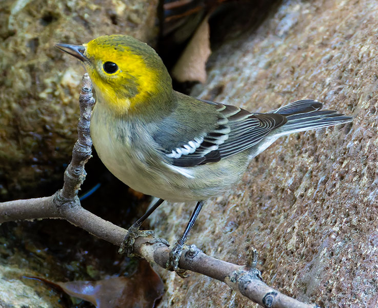 Hermit Warbler Dendroica occidentalis 