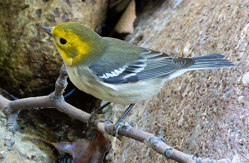 Hermit Warbler Dendroica occidentalis 
