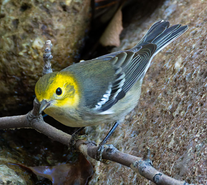Hermit Warbler Dendroica occidentalis 
