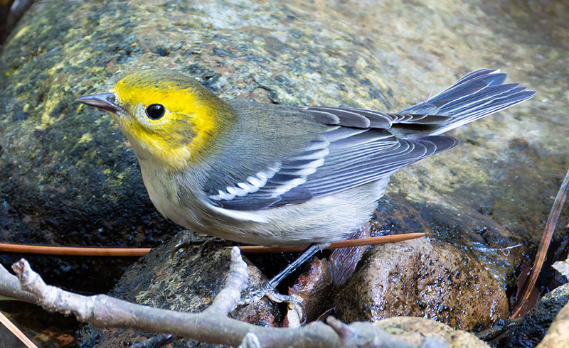Hermit Warbler Dendroica occidentalis 