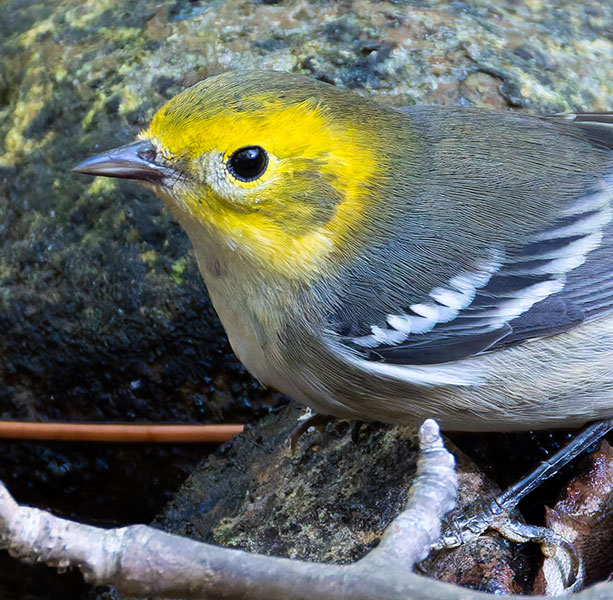 Hermit Warbler Dendroica occidentalis 