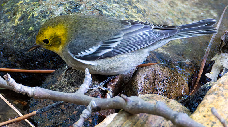 Hermit Warbler Dendroica occidentalis 
