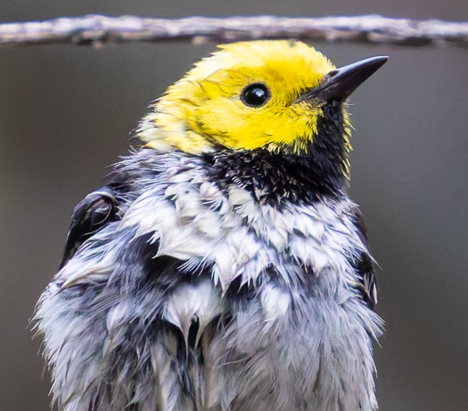 Hermit Warbler Dendroica occidentalis 