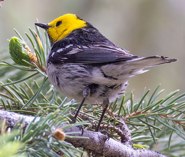 Hermit Warbler Dendroica occidentalis 