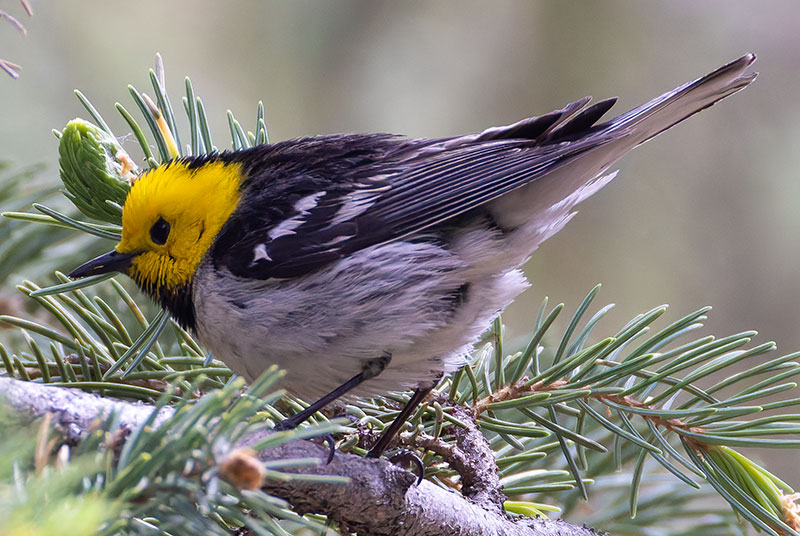 Hermit Warbler Dendroica occidentalis 