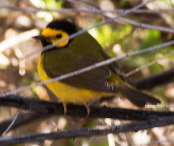 Hooded Warbler Setophaga citrina 