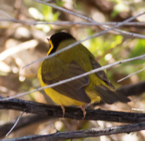 Hooded Warbler Setophaga citrina 