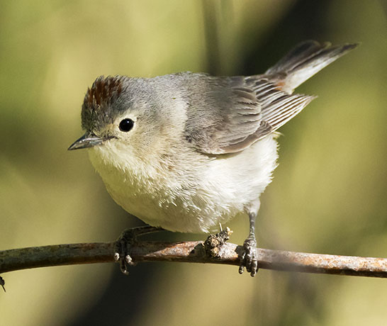 Lucy's Warbler Oreothlypis luciae