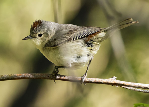 Lucy's Warbler Oreothlypis luciae