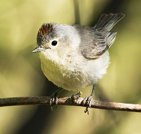 Lucy's Warbler Oreothlypis luciae