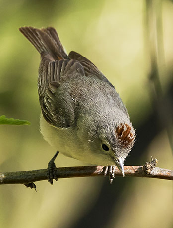 Lucy's Warbler Oreothlypis luciae