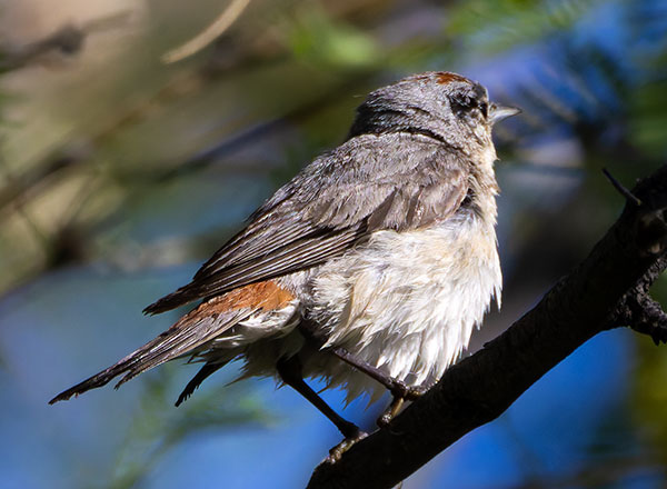 Lucy's Warbler Oreothlypis luciae