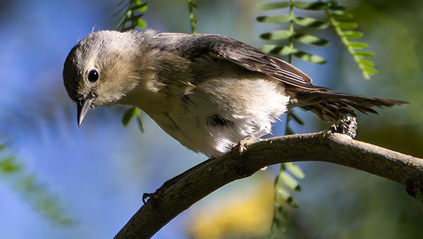 Lucy's Warbler Oreothlypis luciae