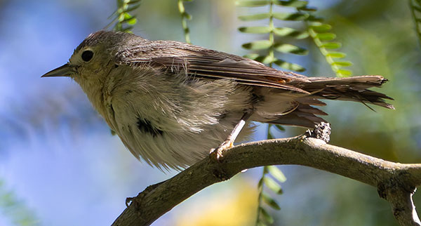 Lucy's Warbler Oreothlypis luciae