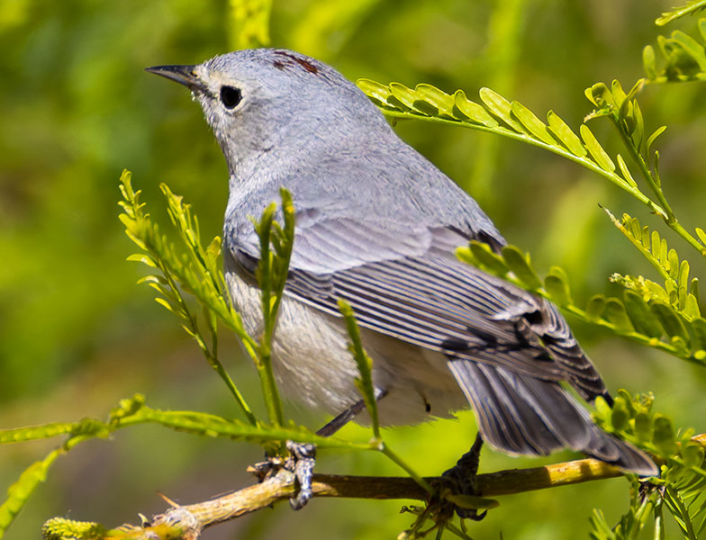 Lucy's Warbler Oreothlypis luciae