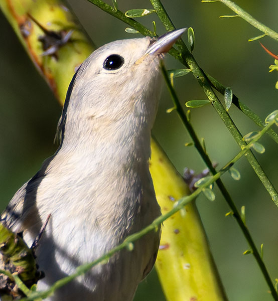 Lucy's Warbler Oreothlypis luciae