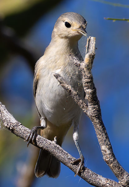 Lucy's Warbler Oreothlypis luciae