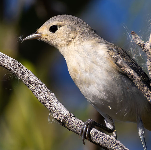 Lucy's Warbler Oreothlypis luciae