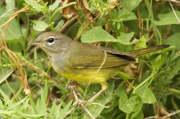 MacGillivray's Warbler Oporornis tolmiei