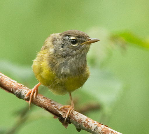 MacGillivray's Warbler Oporornis tolmiei