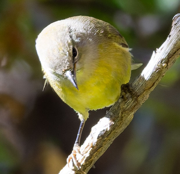 MacGillivray's Warbler Oporornis tolmiei