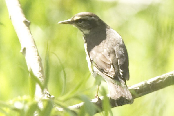 Northern Waterthrushe Parkesia noveboracensis
