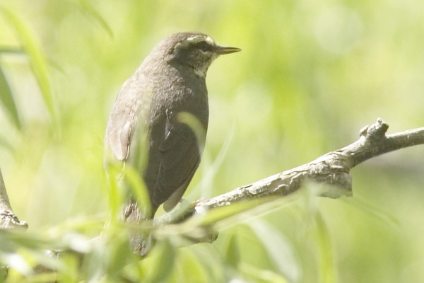 Northern Waterthrushe Parkesia noveboracensis