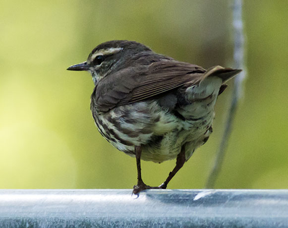 Northern Waterthrushe Parkesia noveboracensis