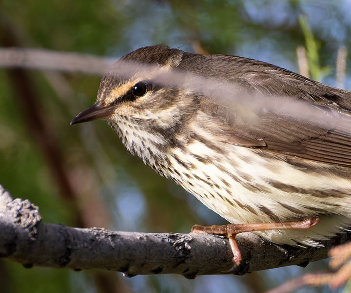 Northern Waterthrushe Parkesia noveboracensis