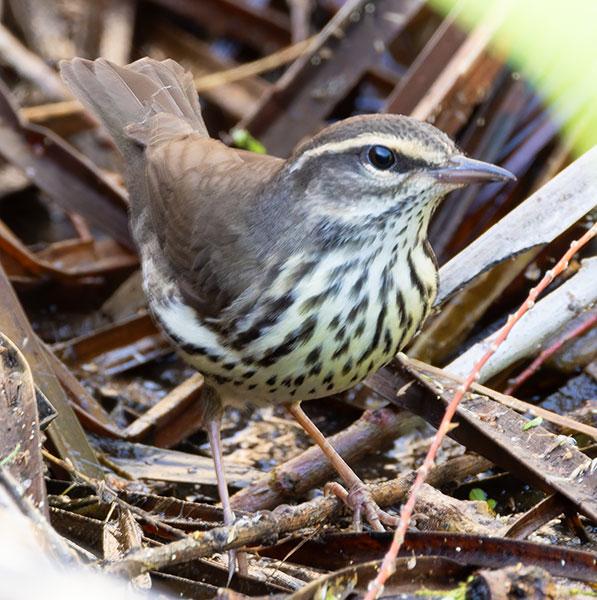Northern Waterthrushe Parkesia noveboracensis