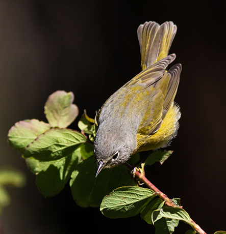 Nashville Warbler Oreothlypis ruficapilla Vermivora  ruficapilla 