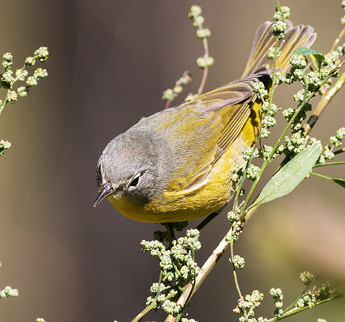 Nashville Warbler Oreothlypis ruficapilla Vermivora  ruficapilla 