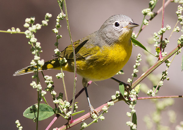 Nashville Warbler Oreothlypis ruficapilla Vermivora  ruficapilla 